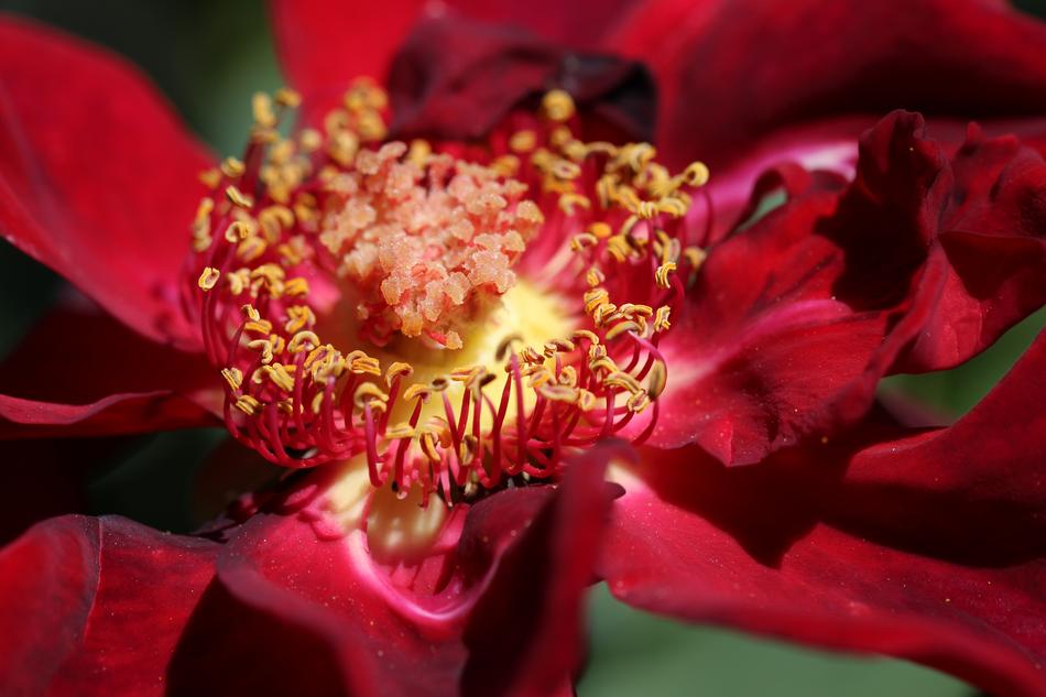 Worn Open Red