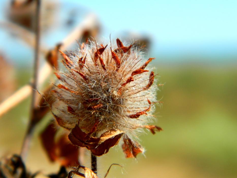 Ikebana Dry Flower