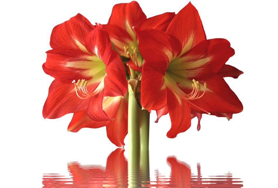 Amarylis Blossom Bloom Potted