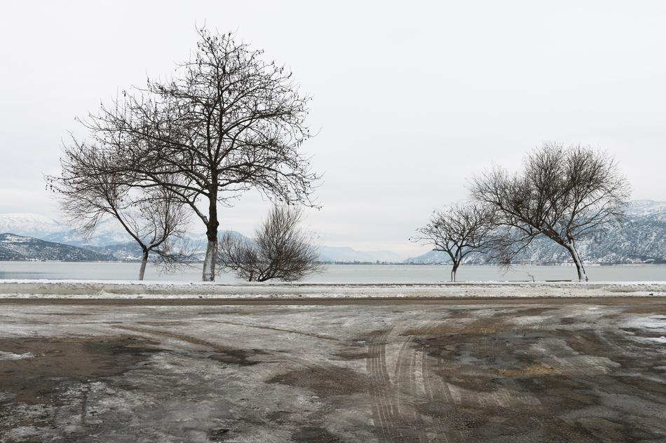 scenic landscape of trees by lake