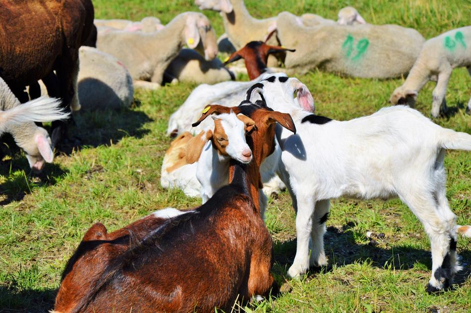 Goat Prima Donna Geiss Little