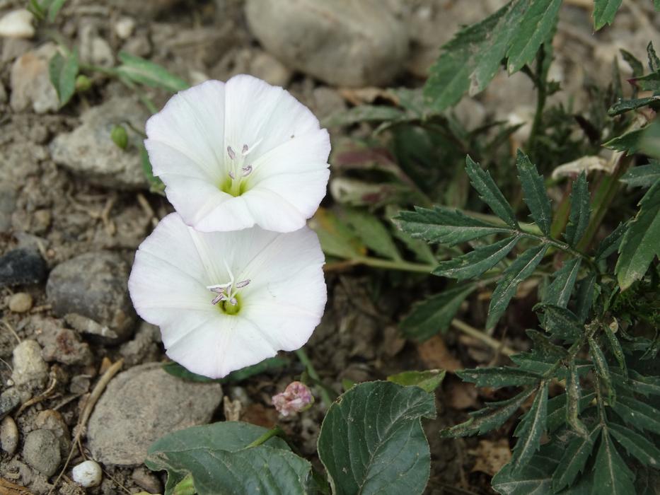 white flowers on green grass landscape