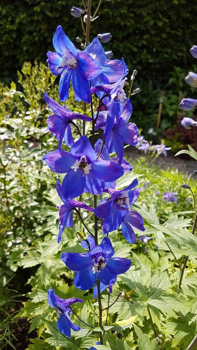 Garden Plant Larkspur