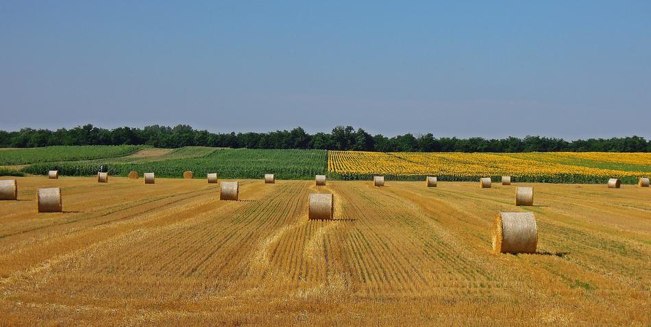Wheatfield Straw Bale Agriculture view