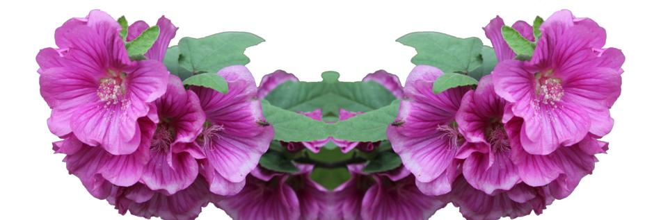 lavatera many wreaths