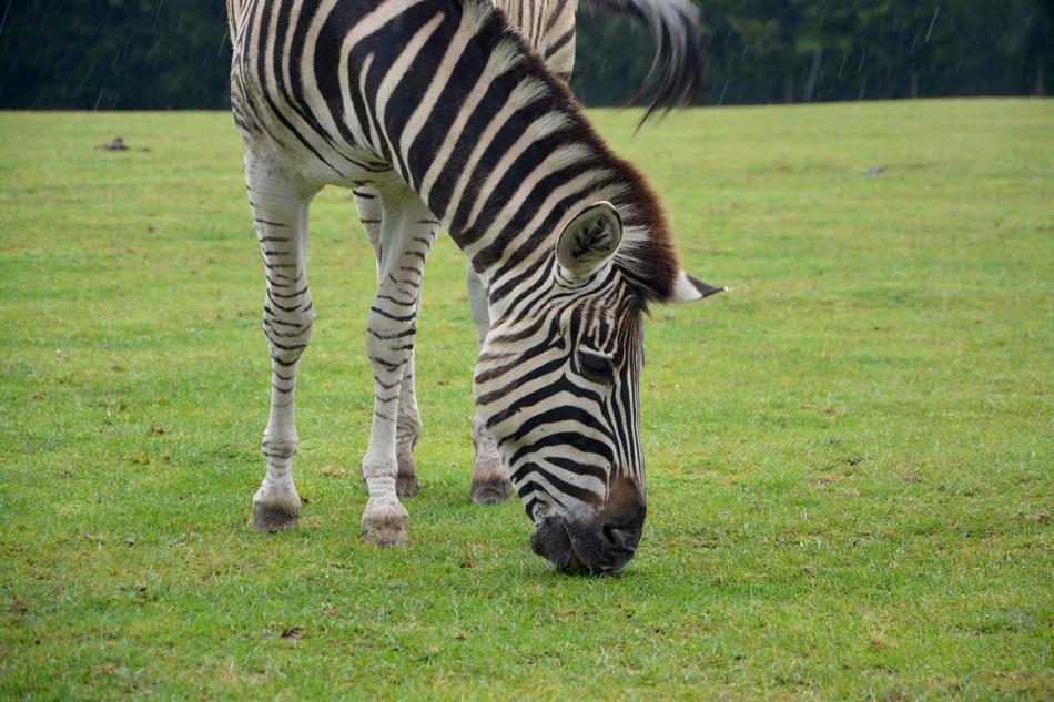 a beautiful zebra on green grass
