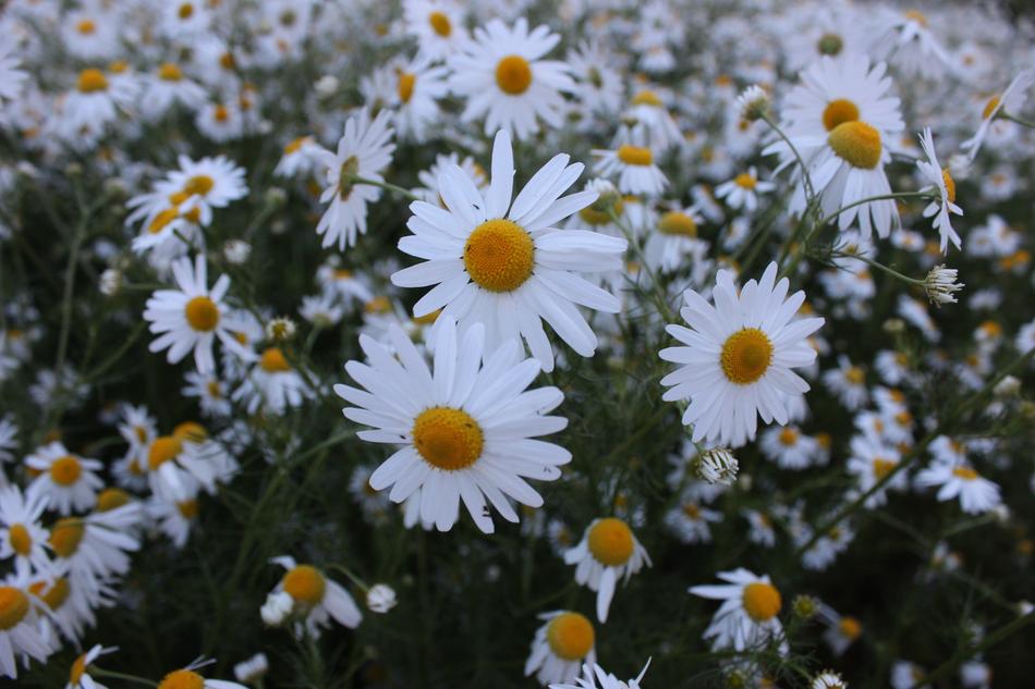 Chamomile Summer Flowers
