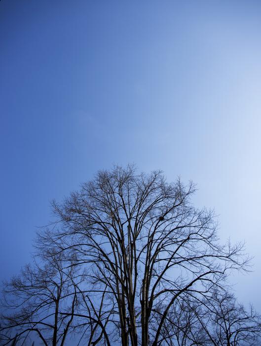 a large tree against the sky