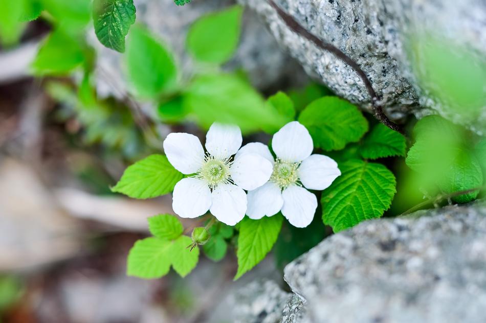 Plant Flowers Spring