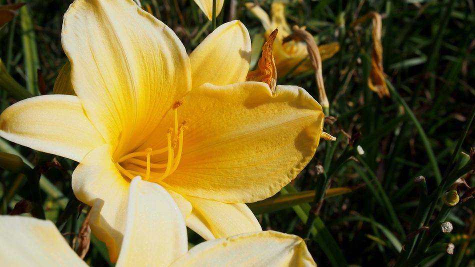 Daylily yellow Flower in garden