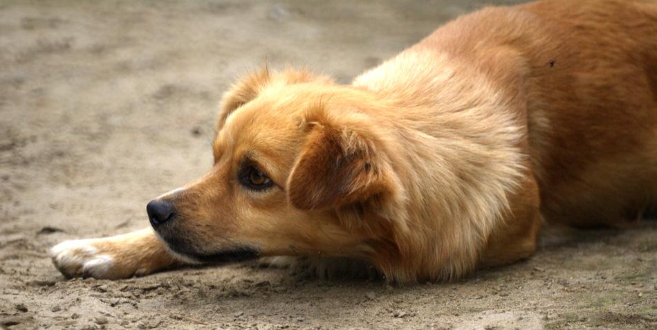 brown dog lying on the field
