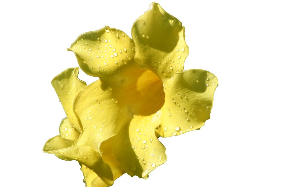 Flower Yellow