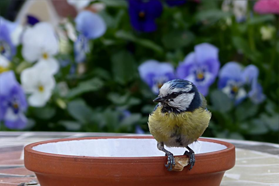 Bird Tit Blue