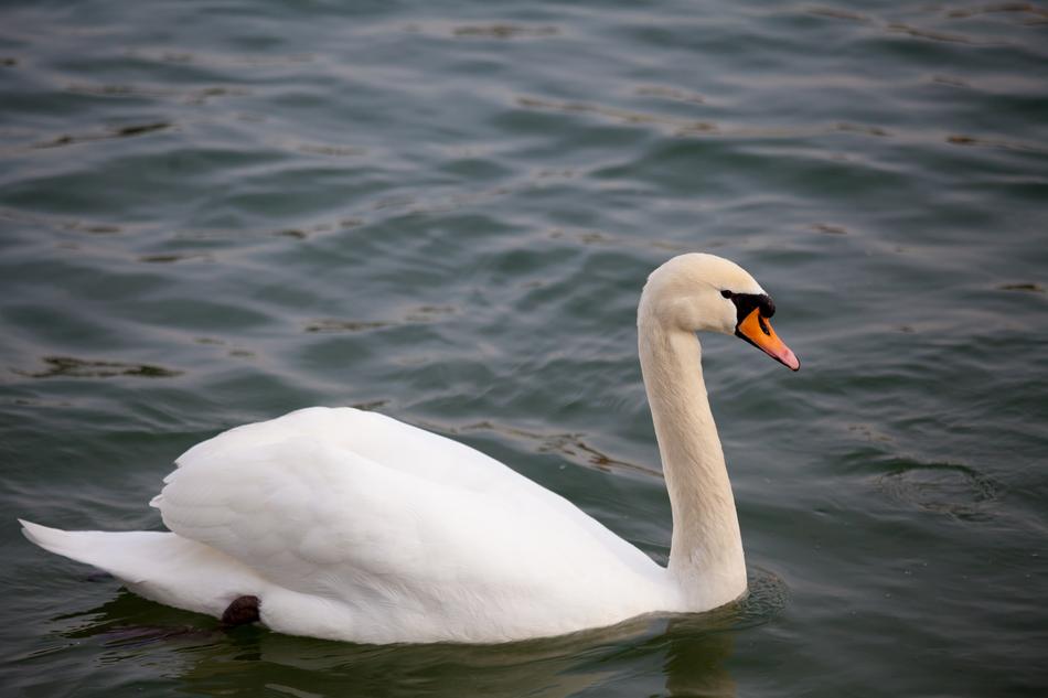 Animal Bird Swan