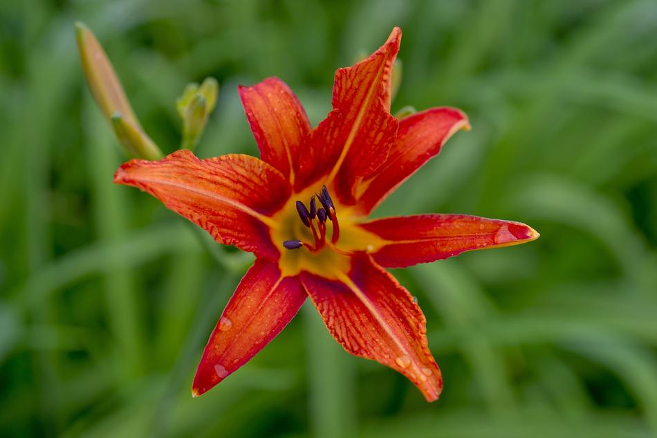 Lily Red Flower After The Rain