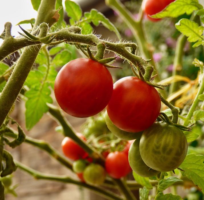 Close-up of the colorful, shiny tomatoes on the plants with green leaves