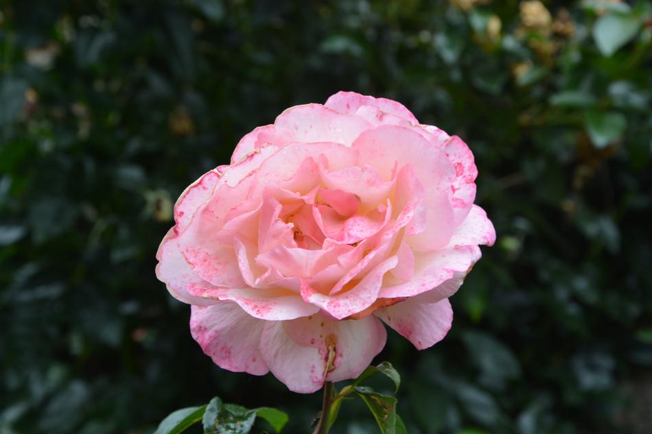 Pink Pale Rosebush