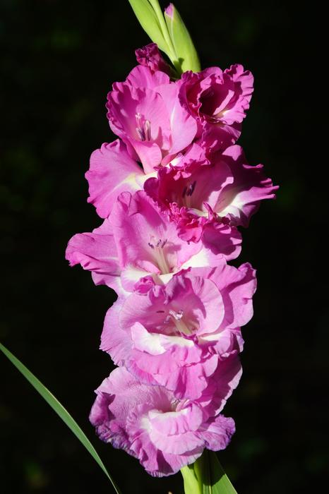 pink Gladidus Butterfly flower