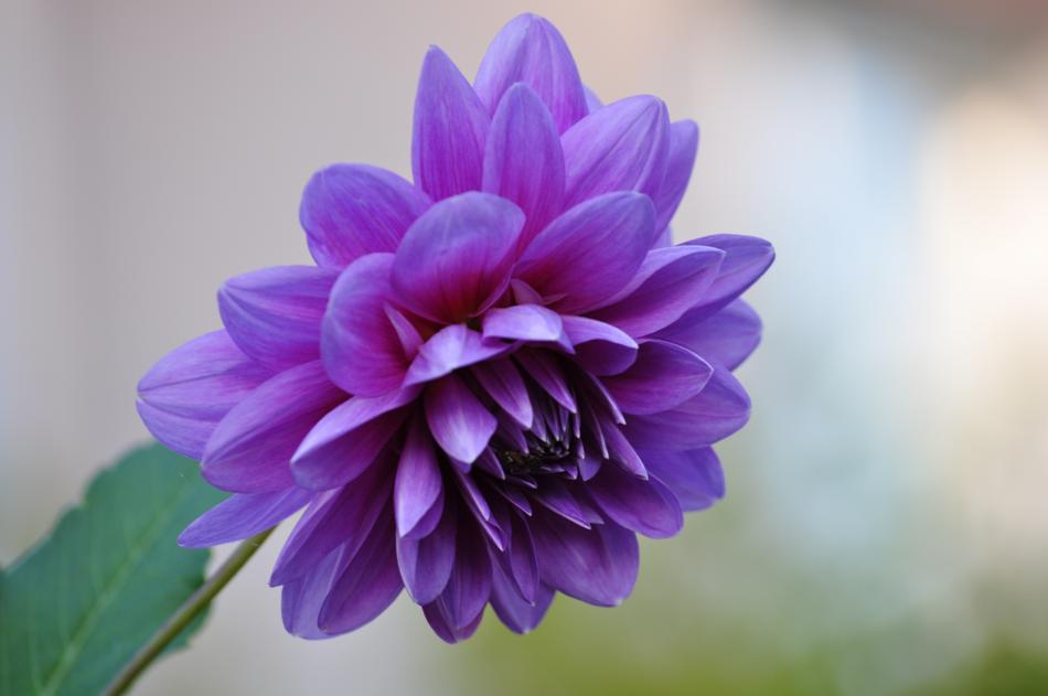 The purple flower is unusual and beautiful