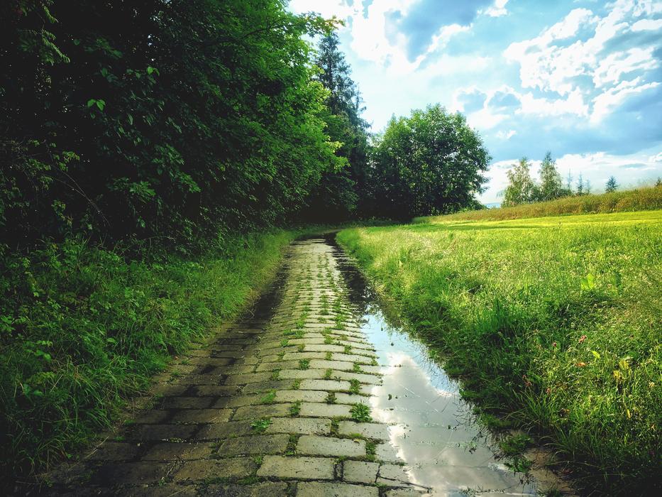 Forest Wet path