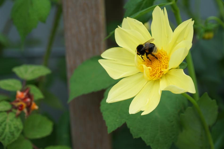 a beautiful yellow flower on a bee