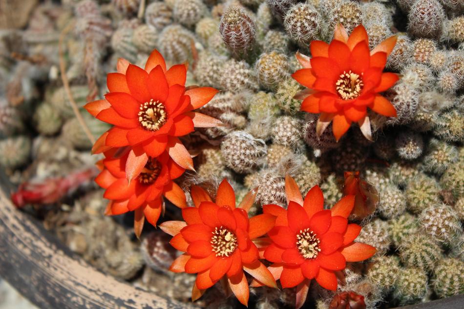 orange flowers on the stones