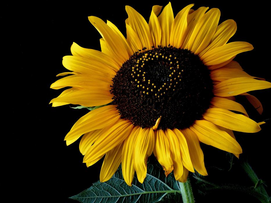 yellow sunflower on a black background