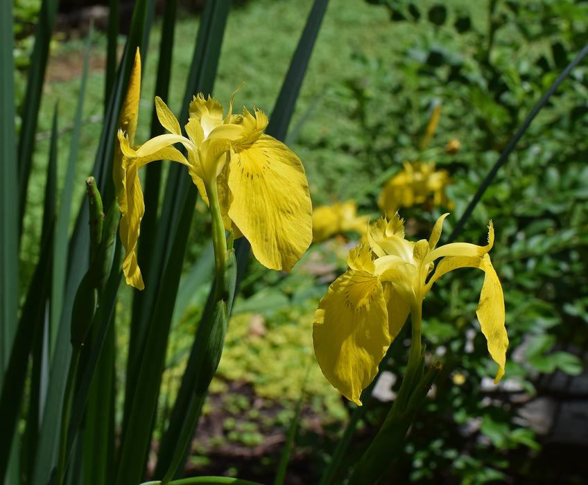 yellow flowers on leaves in the garden blooming
