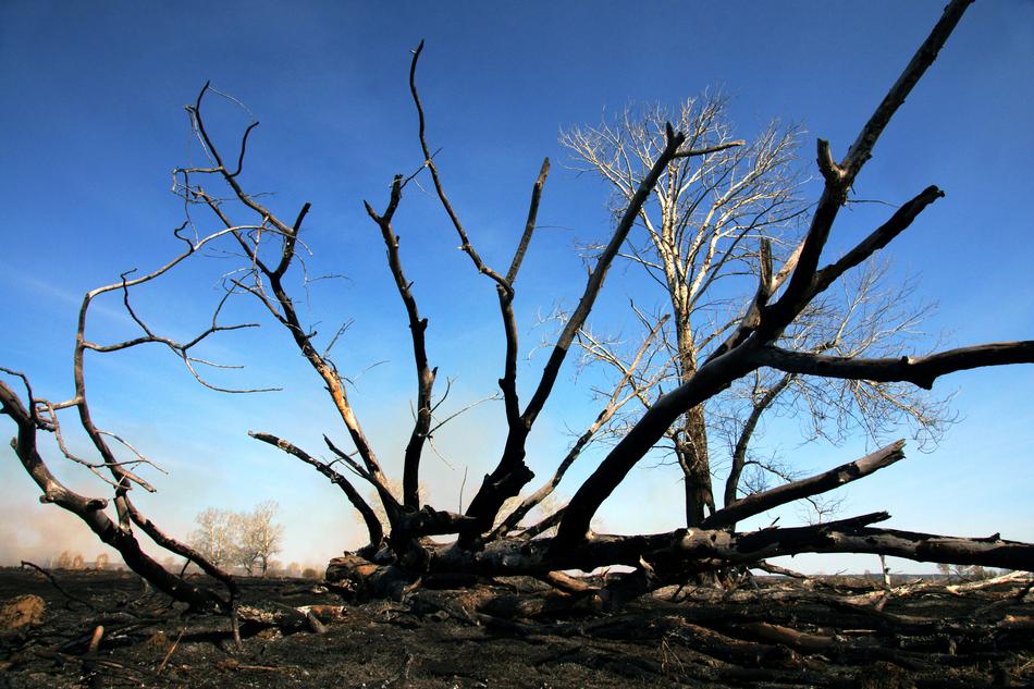 Landscape of Nature Wildfire