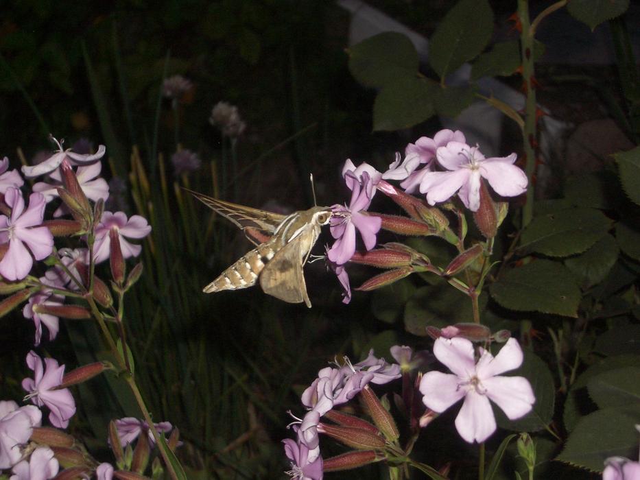 Moth Flowers