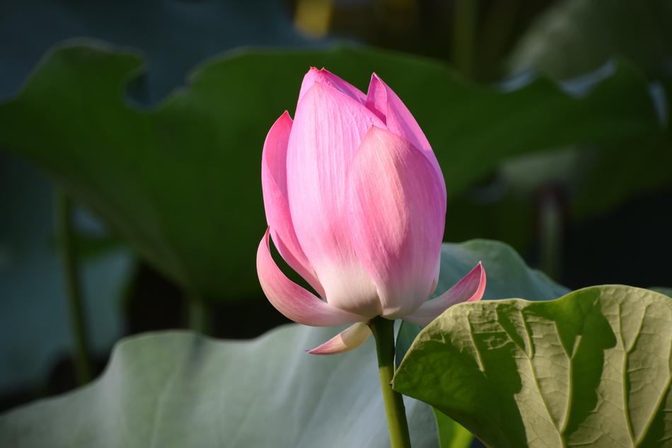a beautiful pink flower on the foliage