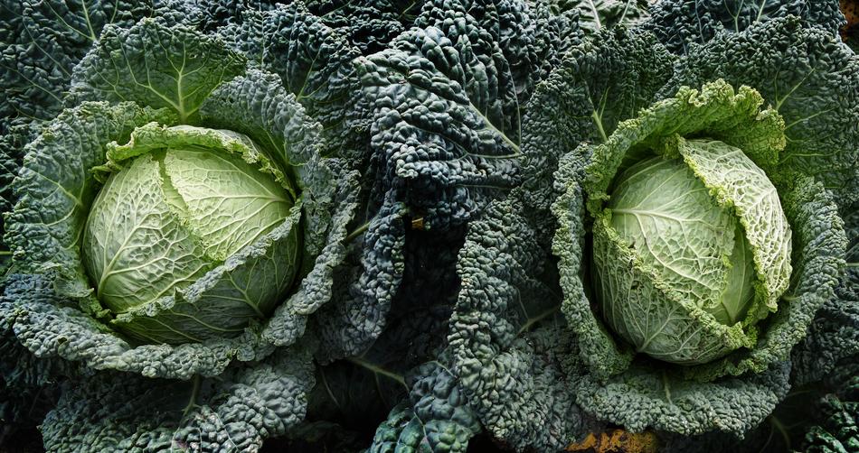 beautiful green cabbage closeup