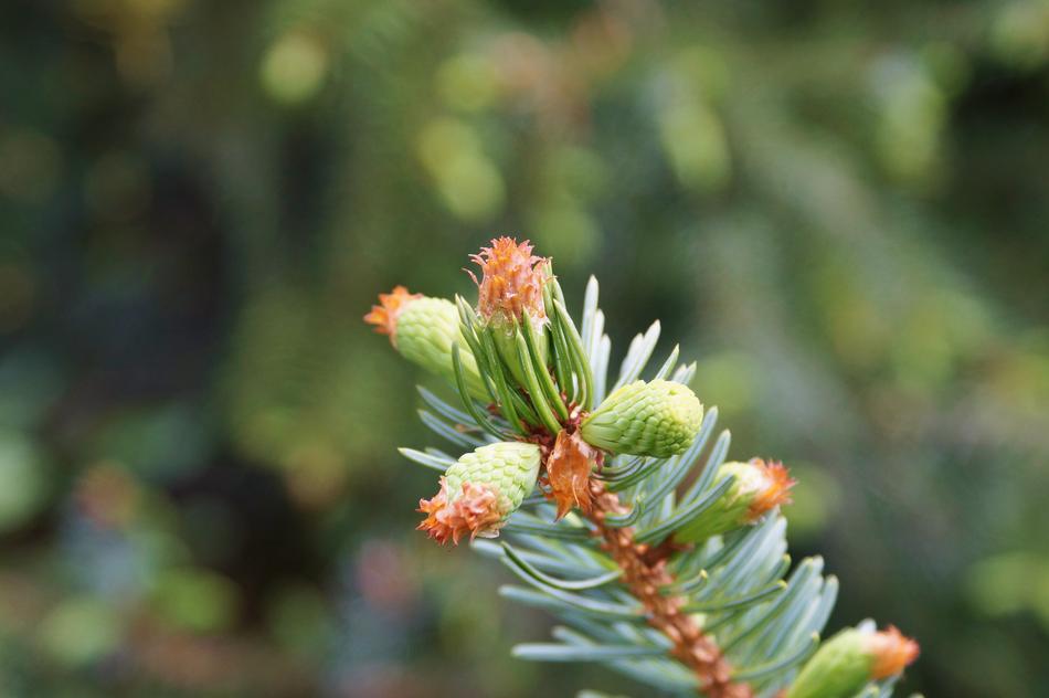 Pine Branch Engine Needles