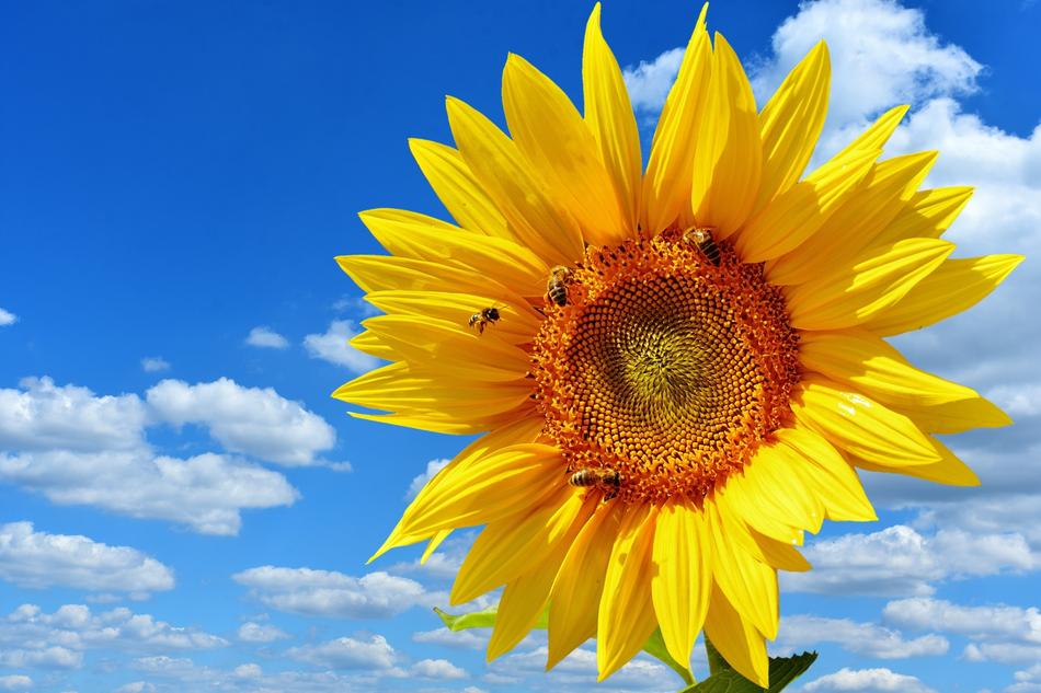 Sunflower Bees at background of Blue Sky