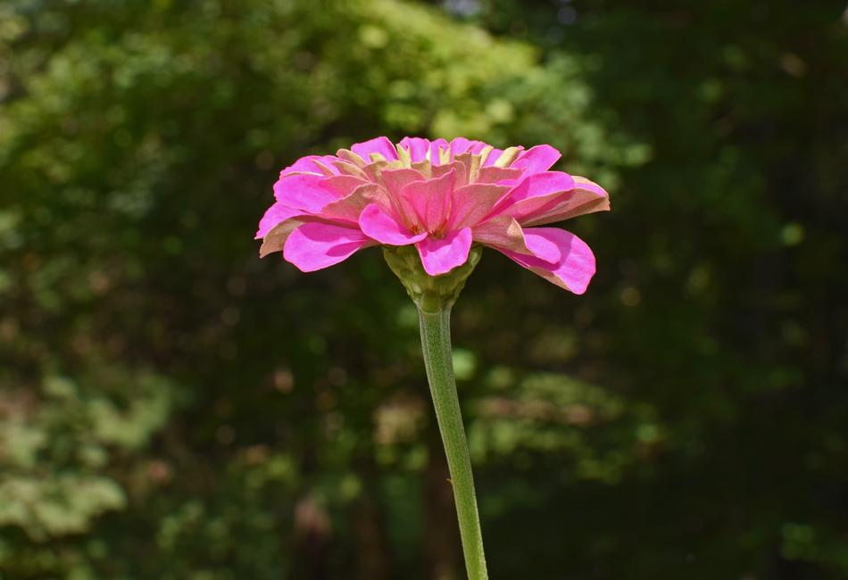 a beautiful flower on a stem