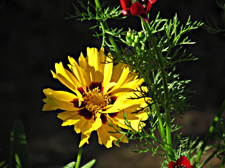 yellow flower on green leaves landscape