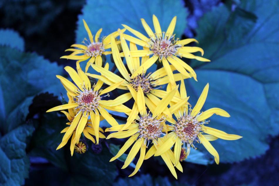 spring yellow flowers blooming