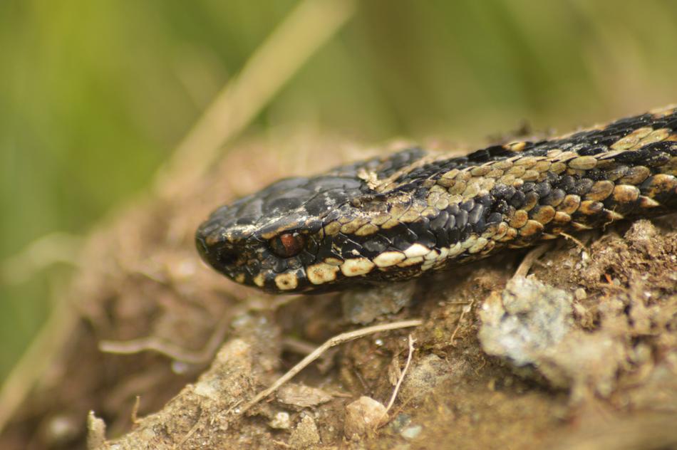 snake on a rock in a field