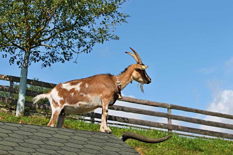 Goat Roof Farm