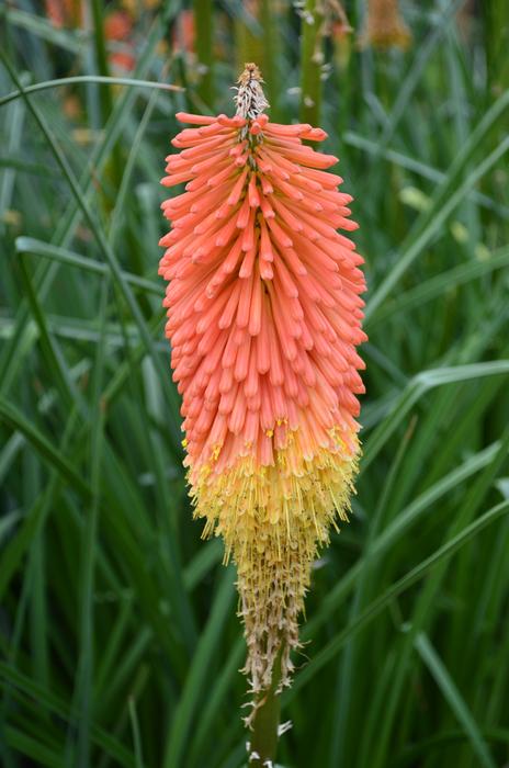 colored flower in the grass