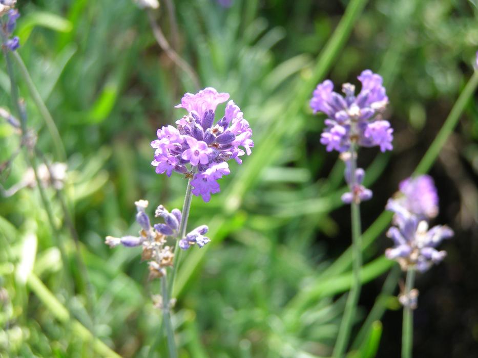 Lavender Plant Flower