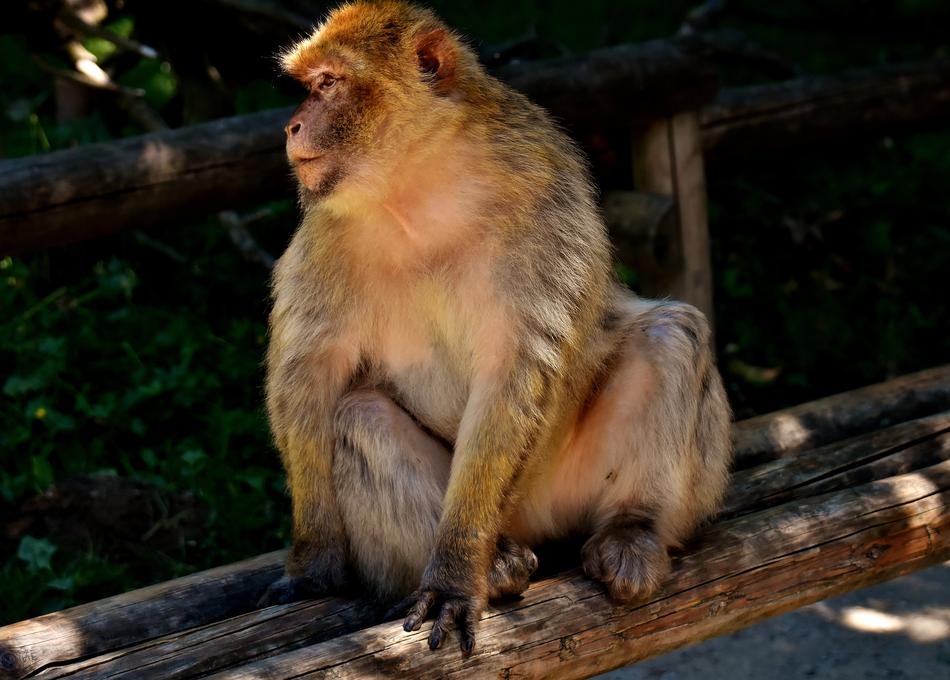 Barbary Ape Endangered Species