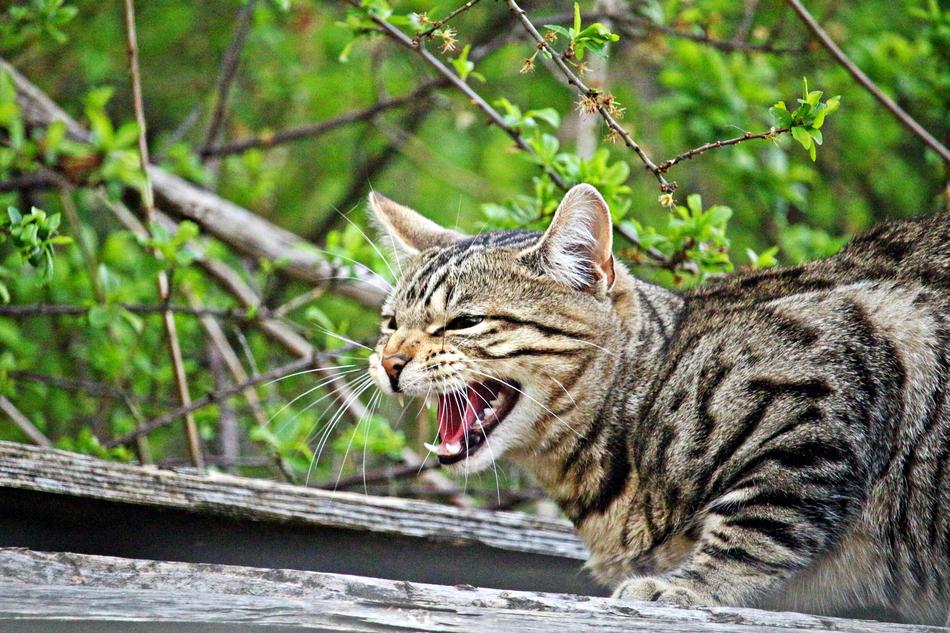 Cat Mieze Hiss