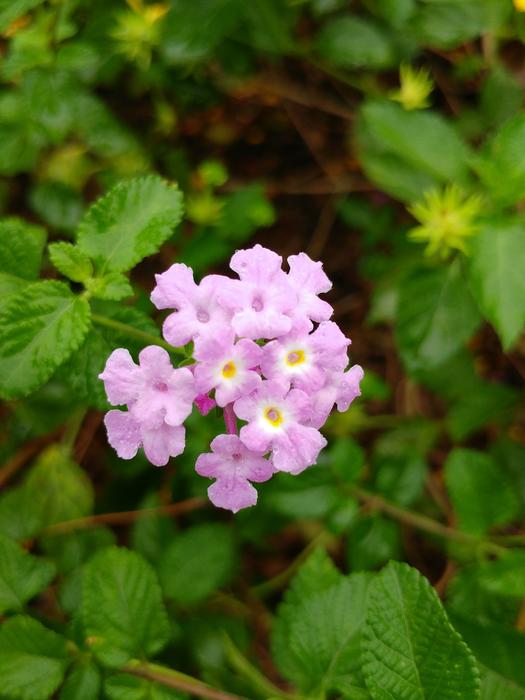 pink flower on a green field
