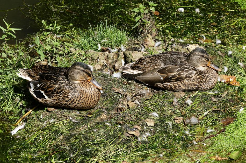 Ducks Mallard Female