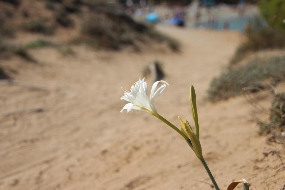 Flower on Sand Beach