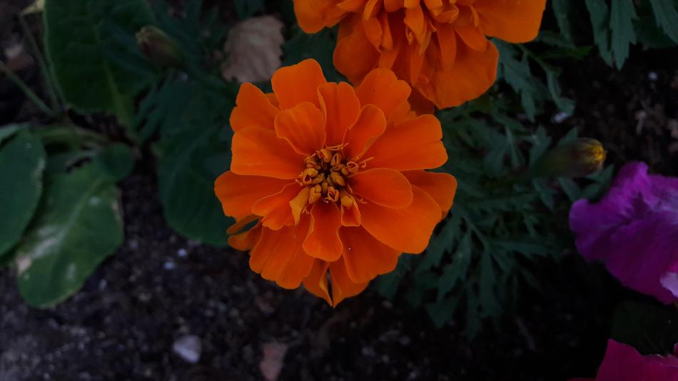 Marigolds Orange Flowers closeup picture
