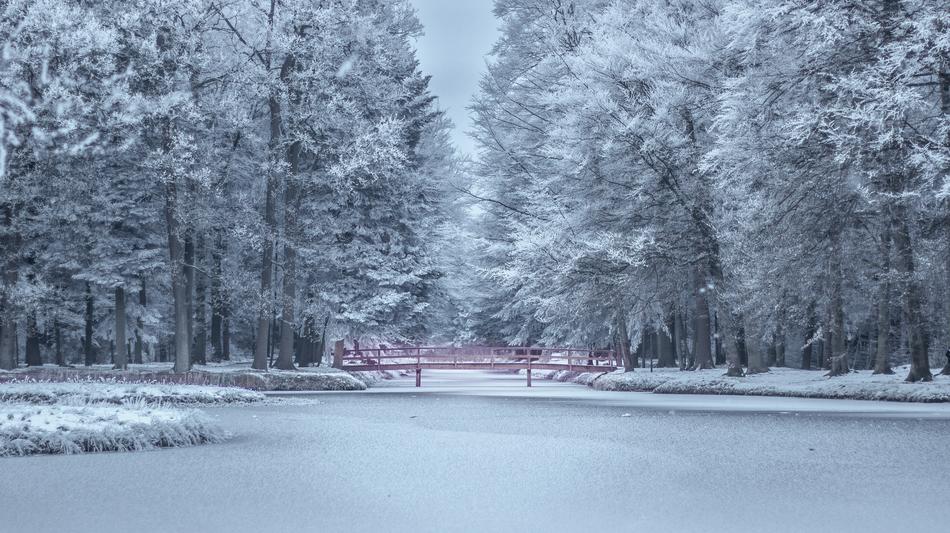 winter park forest