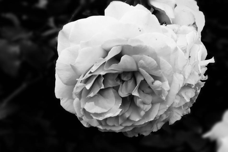 black and white photo of Rose Flora Flower