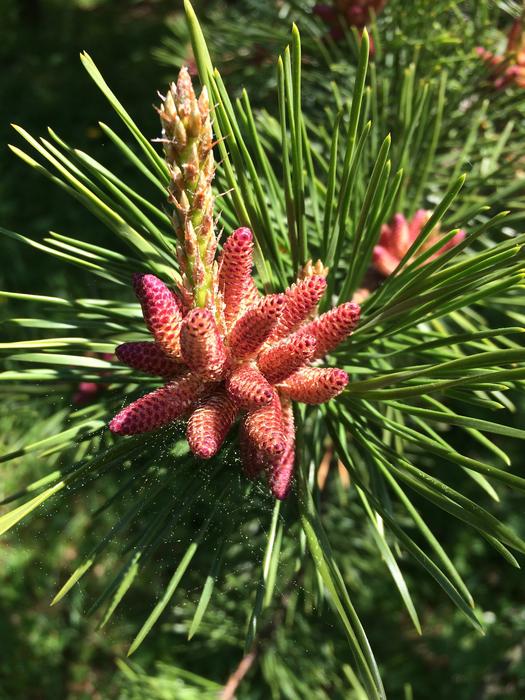Pine Cone Evergreen Tree free image download